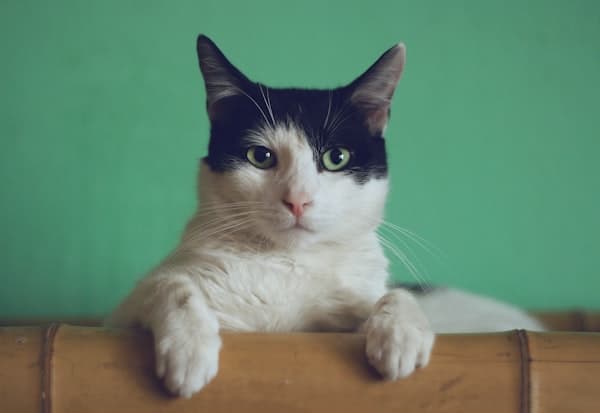 What are the most nutritious cat foods?
