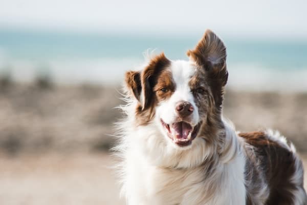 How to train a dog not to jump on you
