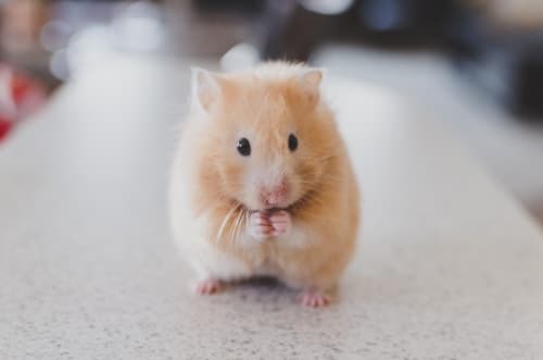 Peanut