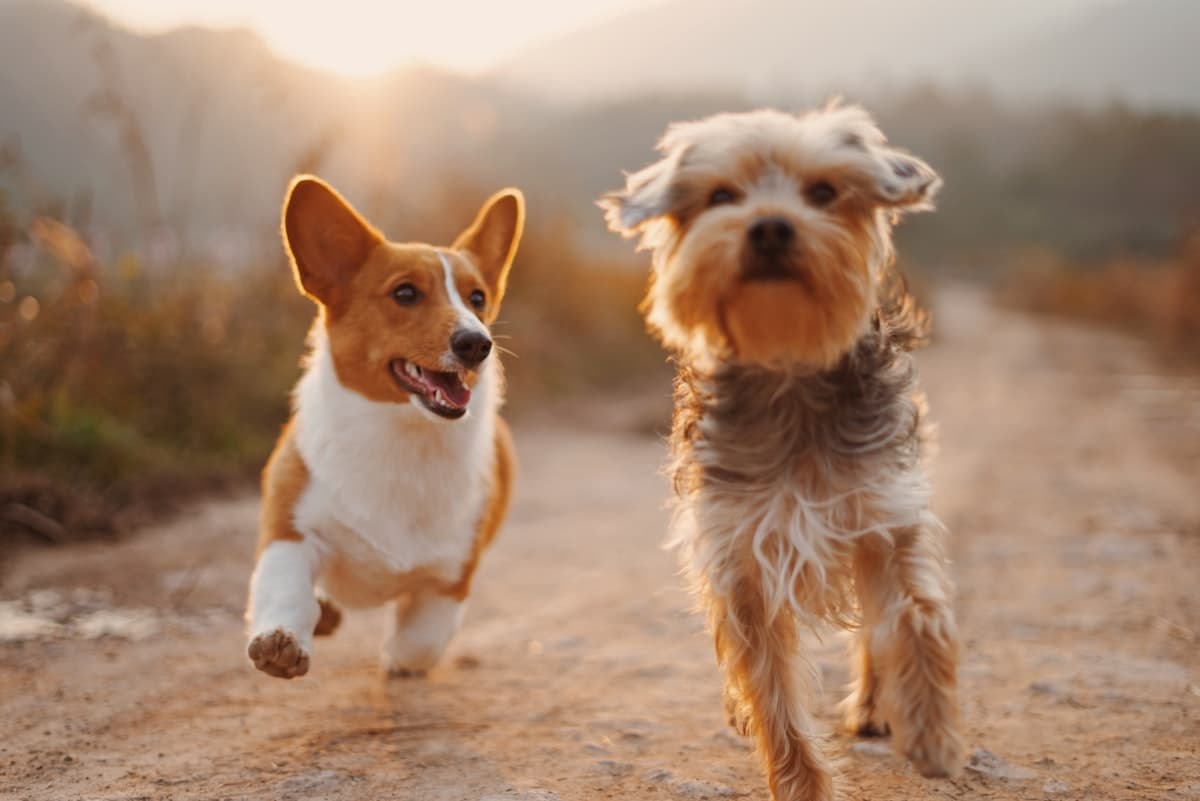 Dogs running background