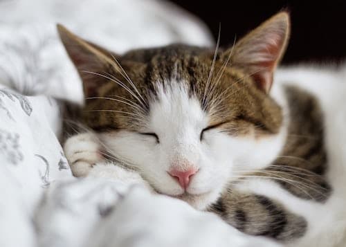 Cat sleeping in blanket
