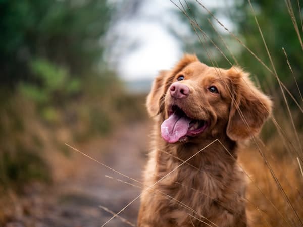 Report a stray dog