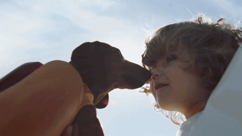 Why Adopt Pets